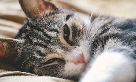 Ce que vous devez savoir sur le repos des chats