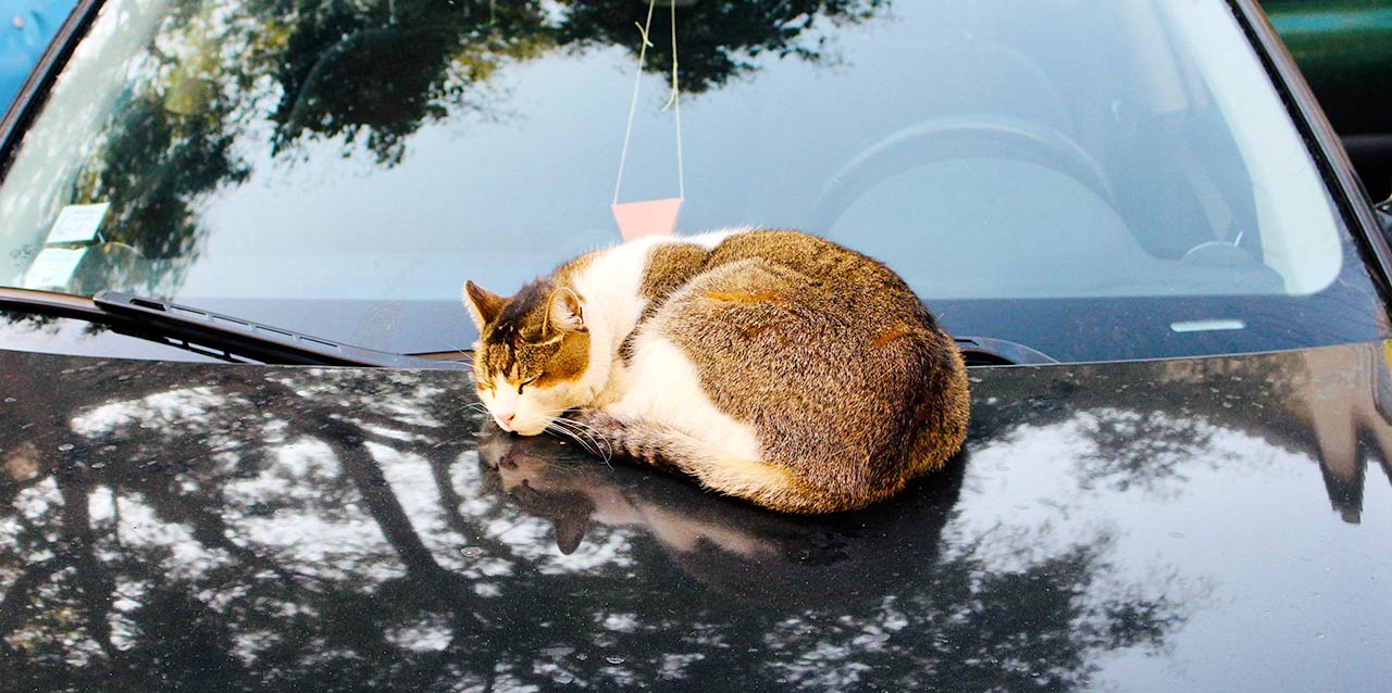 chat dormant sur le capot d’une voiture