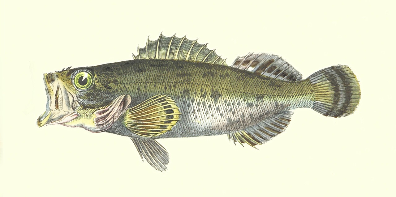 dessin de poisson vert