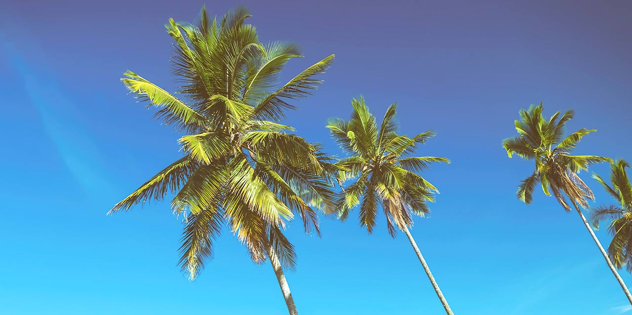 palmiers avec un ciel bleu
