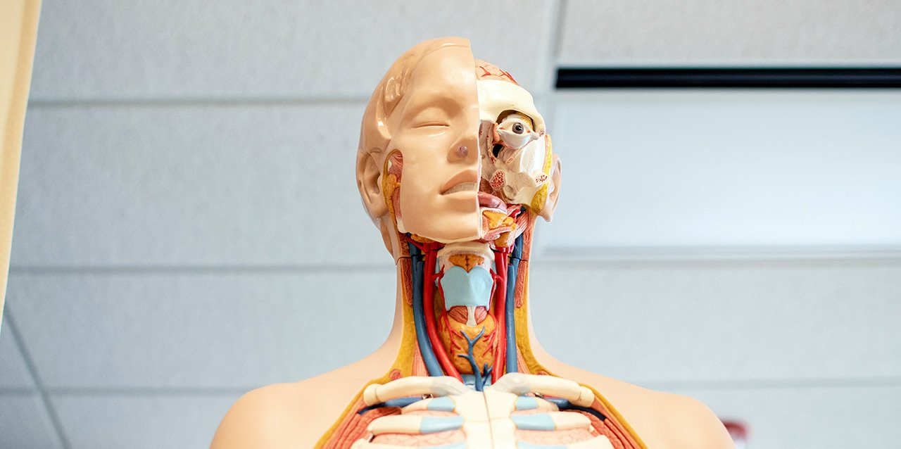 mannequin pour étude d'anatomie