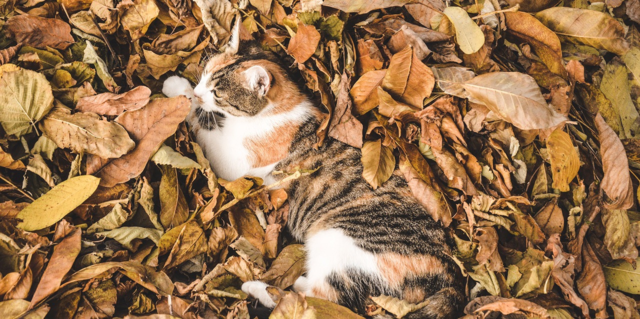 chat couché sur des feuilles d’automne