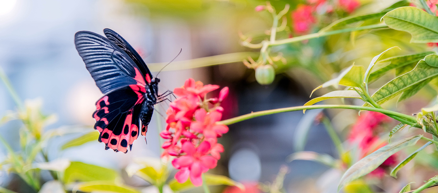 Papillon noir avec de grandes ailes noires et des formes rouges.