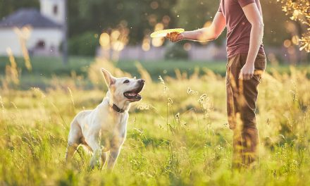 Rêver de chiens : ce que cela signifie. Et comment l’interpréter !